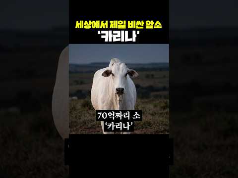 세상에서 제일 비싼 암소 '카리나'