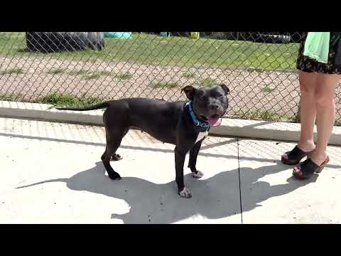 Campaign Find Zest A Home!