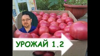 Как вырастить томаты ( помидоры) в теплице? Уборка урожая Томатов Time to Harvest