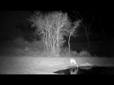 Djuma: Duiker drinks at the pan - 19:27 - 09/11/21