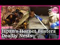 Japan's Hornet Busters: Inside Deadly Nests