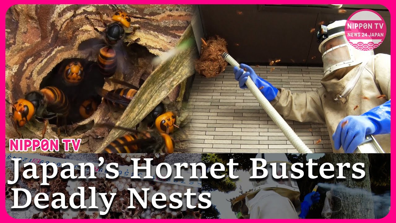Japan's Hornet Busters: Inside Deadly Nests