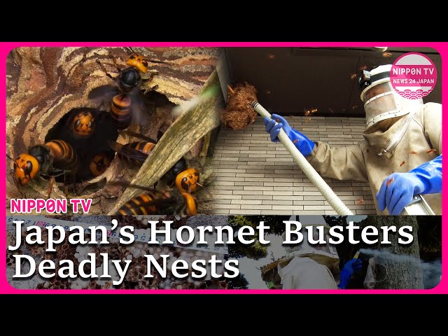 Japan's Hornet Busters: Inside Deadly Nests
