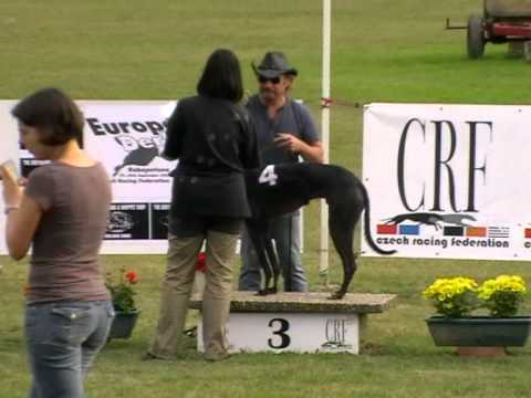 European Derby final 492m MIX OR greyhound