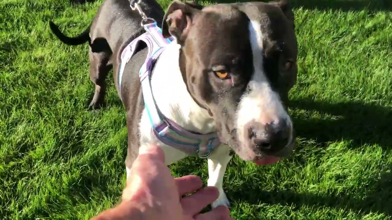 Enlarge Lucy, a ADOPTABLE mixed breed in Scottsdale, AZ video 1/6