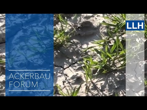 Ackerbauforum - Bestandskontrolle im Winterweizen