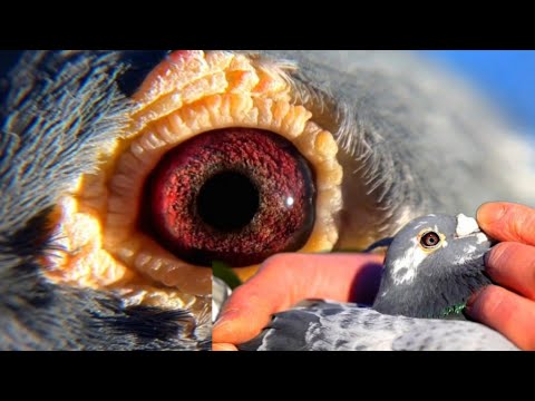 PRINCE PORCHE | PIPA PIGEON'S FAN