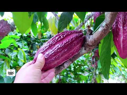 Esta es la famosa pepa de ORO