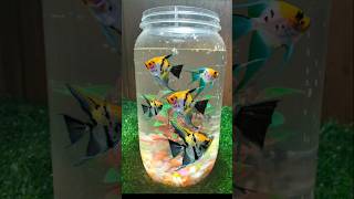 Download lagu My Angel Fish Got A New Home #angelfish #shorts #video mp3