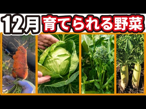 庭で1月に何をするか 植物 種をまく 野菜 豆