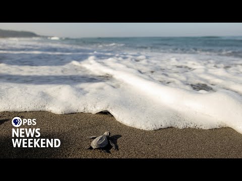 Scientists shed new light on the mysterious ‘lost years’ of sea turtles