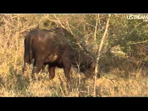 Cape Buffalo on Afternoon Djuma Safari 10/30/11