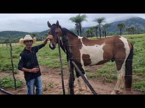 SONHO QUE VIROU-SE REALIDADE FAZENDA DO ENOQUE MUNICÍPIO DE IAÇU BAHIA 