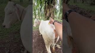 Download lagu Full vitamin injection for heifers #reels mp3