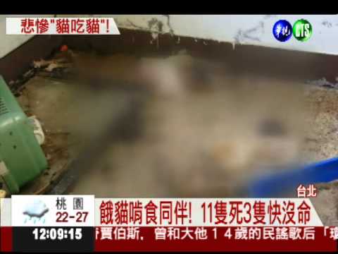 主人搬家惡意遺棄 "貓吃貓"11死