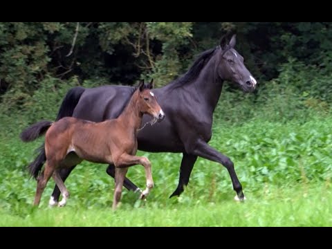 *2020 Stute von Erdinger - Sandro Hit SOLD!!!