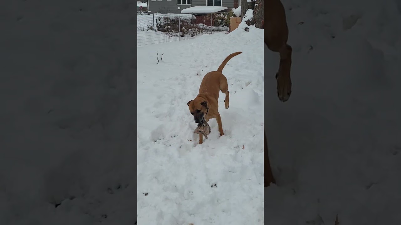 Jager, a Adoptable mixed breed in Warrenville, IL video 6/6