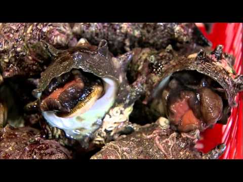 【ＨＡＰＰＯＣＨＯ】Shirakami Sanchi and sand fish(English ver. )