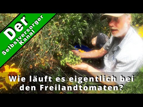 How are the outdoor tomatoes doing? I'm happy!