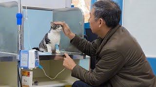 Even the coolest cats become kittens at the vet 🤣 Funny Cat Video