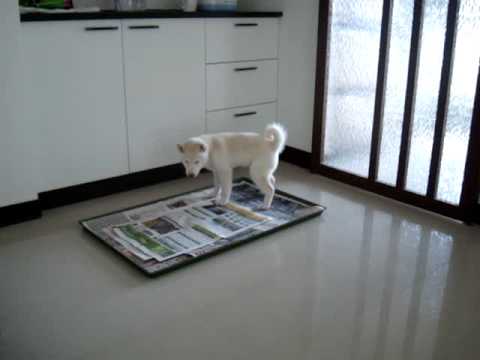 饅頭定點尿尿及便便(原發表者:JeffreyTsai)(影片)