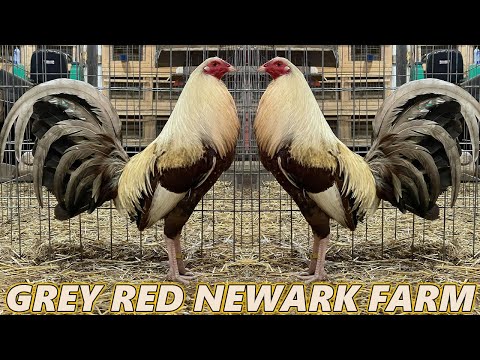 Grey Asil Yellow Leg Hatch McRae RED NEWARK FARM - Beautiful Birds