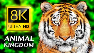 ANIMAL KINGDOM 8K ULTRA HD