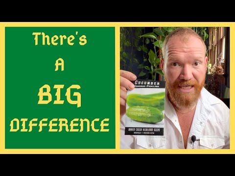 Cucumbers: I Wish Someone Had Told Me This When I First Started - Pickling vs. Slicer