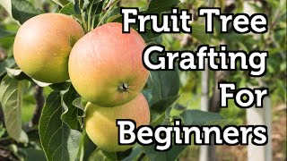 Download lagu Fruit Tree Grafting for Beginners mp3 Download lagu Fruit Tree Grafting for Beginners mp3