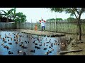 Amazing Modern Duck Farming - Free-ranging Hundreds of DUCK BREEDERS! Basic guide for beginners!