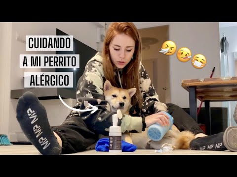 LOS CUIDADOS de mi PERRO ALÉRGICO 🤧 24h con Nicky 🐶 De nuevo siendo la mejor mamá del universo jejje