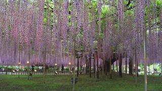 あしかがフラワーパーク ASHIKAGA FLOWER PARK(Shot on RED ONE）