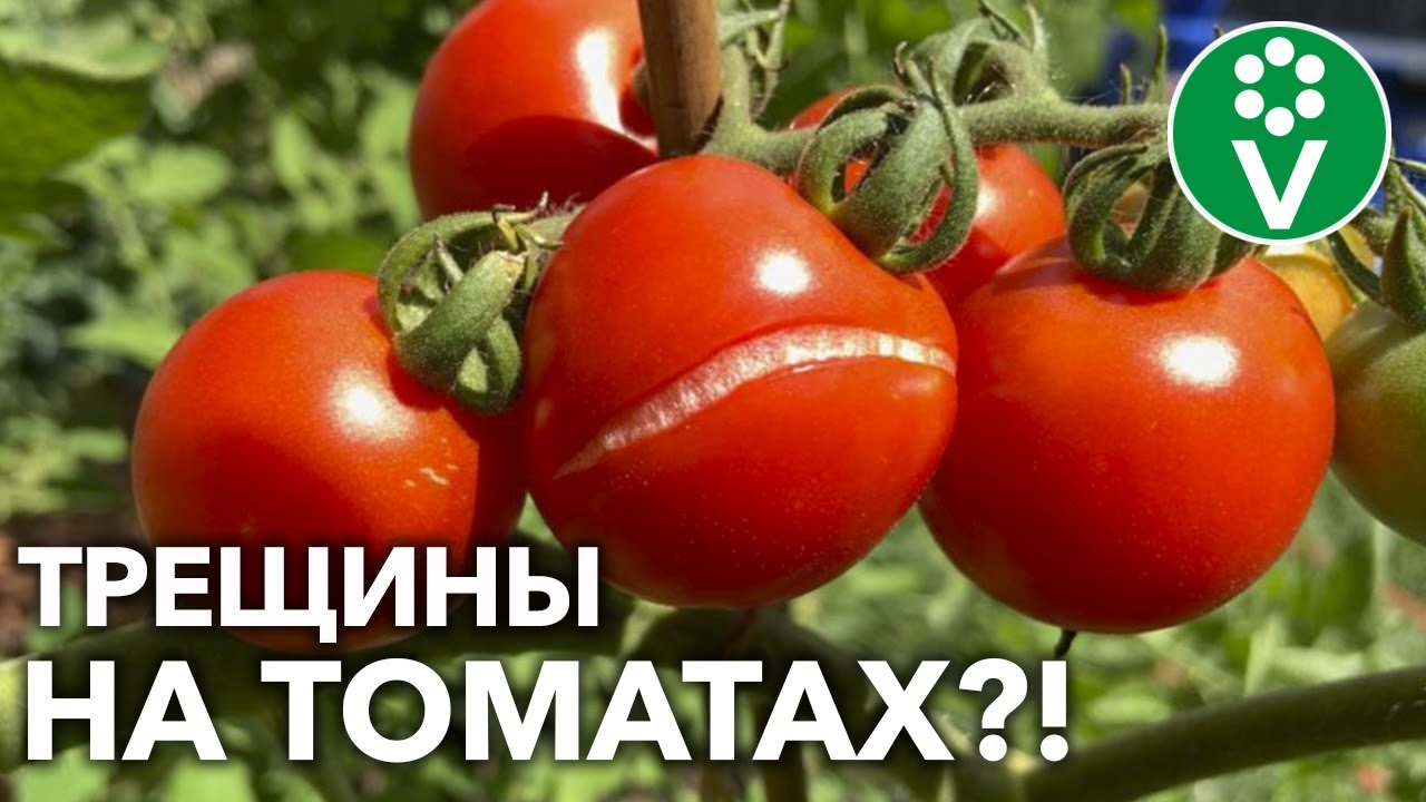 НЕ ПОТЕРЯЙТЕ УРОЖАЙ ИЗ-ЗА ОШИБОК В АГРОТЕХНИКЕ! Вот как не допустить растрескивания томатов!