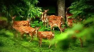 v s mobiПрирода России Nature of Russia Очень красивое видео!