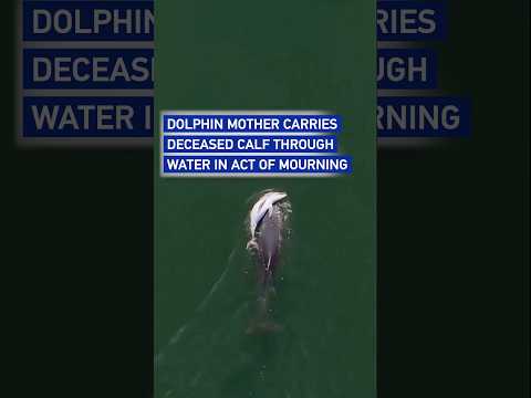 Dolphin mother carries deceased calf through water in act of mourning