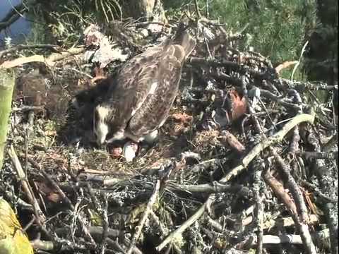 Loch of the Lowes, Resident male (7Y) returns with extra large fish