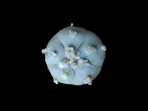 Xikwri Neyrra - Many Thoughts (Master Pain RMX) (DARKPSY)