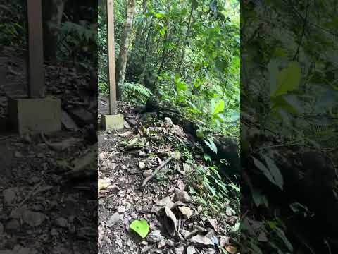 Camino a las Lluvias Eternas en Pozuzo, en  la provincia de Oxapampa, Departamento de Pasco - Perú