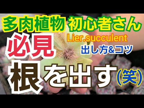 レッドクローブの根 植物