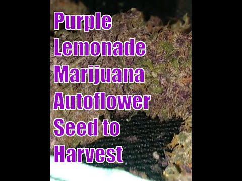 Purple Lemonade Autoflowers. Very Cool Strain. Seed to Harvest