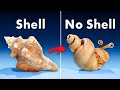 What S Inside A Conch Shell