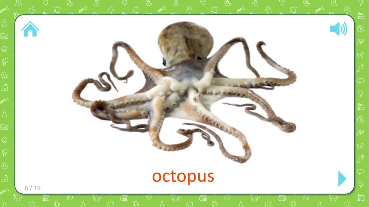 Octopus - Sea ​​Creatures [Ocean Life] - Flashcards For Kids