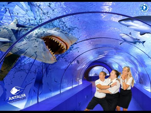 Аудиогид по Анталийскому аквариуму - Моря и Океаны 