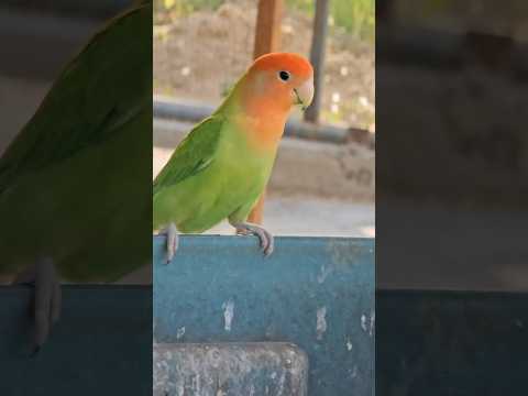 Peach Faced Rosy African Love Bird Chirping Sounds Loud #singing #talking #lovebird