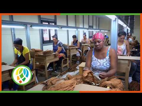 Alto rendimiento en el beneficio de tabaco en Consolación del Sur