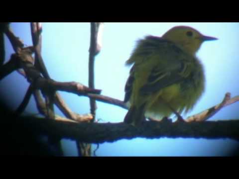 SPECIATION: REINFORCING ISOLATION