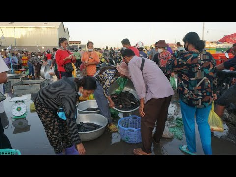 Amazing Site Selling Fish & Sea Food at Early Morning - Morning Fish Market Scenes @Prek Phnov