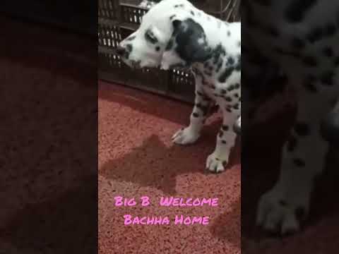 Syaddi Welcome Jenny n Jojo Home #viral #shortvideos #youtubeshorts #dogs #cute #love #welcomechotu