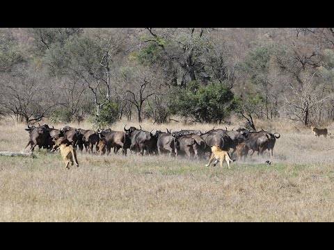 Sub adult LIONS hunt BUFFALO
