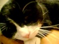 Tuxedo Cat Black And White Trying To Nap Lol